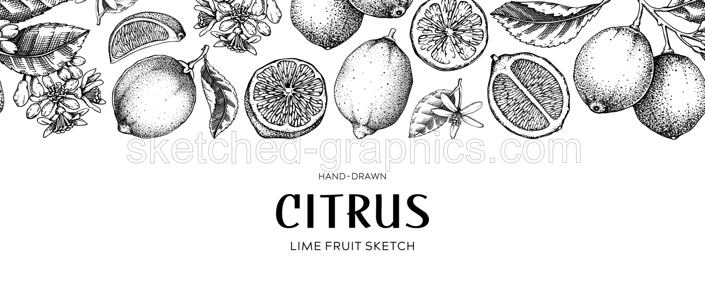 Lime fruit border. Exotic plants seamless pattern. Botanical design vintage. Citrus fruit sketches.Hand drawn vector illustration. NOT AI generated Illustration
